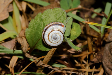 B&auml;nderschnecke mit braunen B&auml;ndern an einen Blatt, Cepaea hortensis