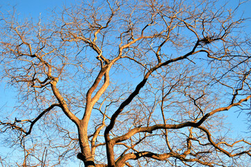Blue sky and tree without leaves
