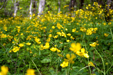 Obraz premium A meadow of blooming buttercups