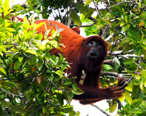 Closeup portrait of a Bolivian red howler monkey (Alouatta sara) hanging upside down and foraging in treetops in the Pampas del Yacuma, Bolivia.