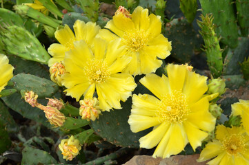Opuntia is blooming on the flower bed
