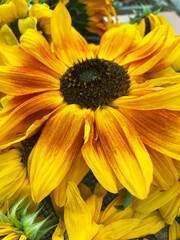 closeup of sunflower 