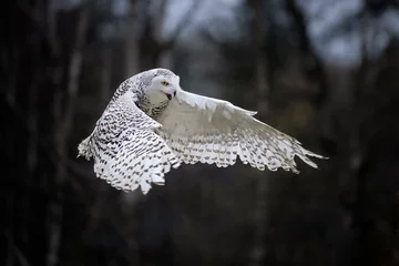 Deurstickers Sneeuwuil A snowy owl flies in the woods among the trees.