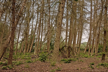 Obraz premium `valkenhuisbos` spruce forest with many dead trees in Bourgoyen nature reserve in Ghent, Flanders, Belgium 
