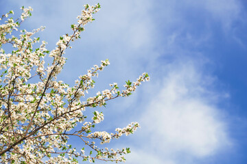 Flowering branches against the blue sky. Spring cherry blossom. Cherry blossoms. Natural background. Blooming texture.