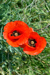 Wild red poppies are blooming