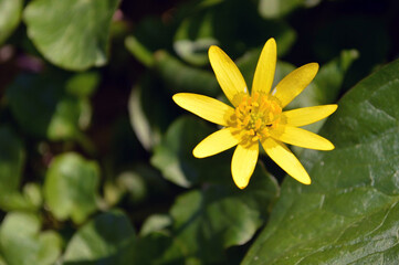 Little yellow pilewort is blooming