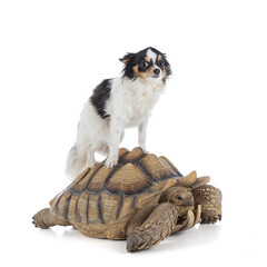 Thirteen year old male ridged turtle or Sulcata with a chihuahua on its back