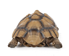 Thirteen year old male ridged turtle or Sulcata back view