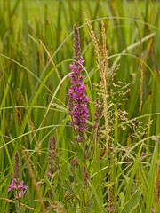 Purple hardhack flower raceme - Spiraea tomentosa
