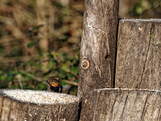 European robin or erithacus rubecula robin posing at the edge of a table in a park