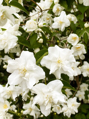 White rhododendron flowers in spring