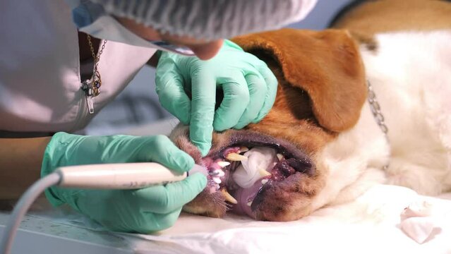 The dentist cleans the dog's teeth using an ultrasound device. Clean white teeth of an animal in a veterinary clinic.Two young female veterinarians treat the animal's teeth.Close-up.