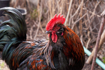 Image of a large domestic rooster of dark color with black and green feathers in the tail. HOMESTEAD agriculture.