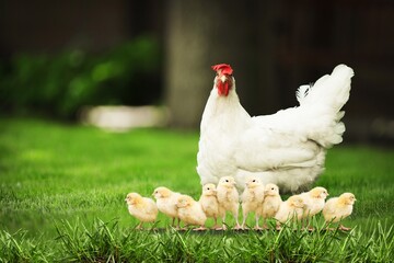 Hen with chickens outdoors on a pasture in the sun. Organic poultry farm. nature farming.