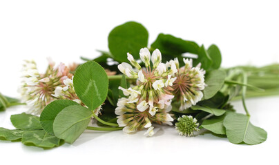 Clover blossom with leaves.