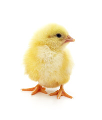 Small yellow chicken.