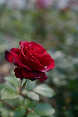Rose.