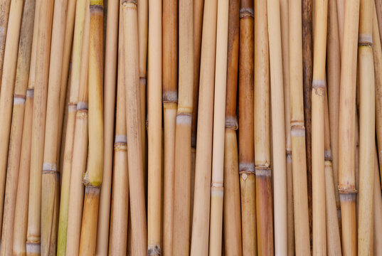 Reeds in a pile.