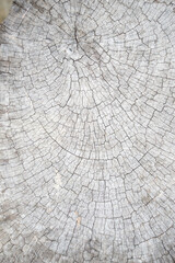 Fototapeta premium Texture pattern of natural old wood surface.