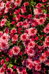 chrysanthemum flowers in the garden