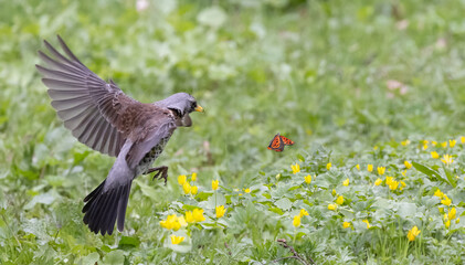 fieldfare in flight above green grass