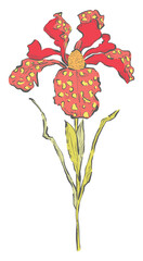 Detailed Hand Drawn Flower - Vector Illustration