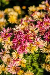 chrysanthemum flowers in the garden