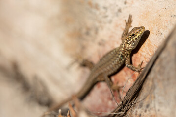 In summer in Italy, a small lizard hangs on a tree trunk and pays attention to its surroundings. There is space for text on the side