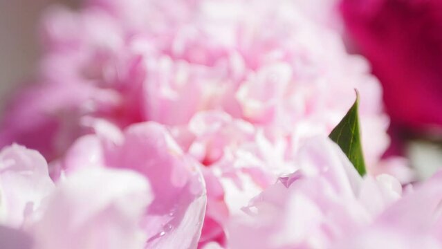 Pink peonies bouquet 4k video. Natural background