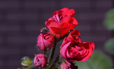 Water droplets on flower petals