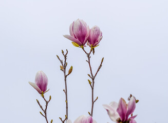 Pink flowers and buds of Chinese magnolia (Magnolia soulangeana) covered in raindrops