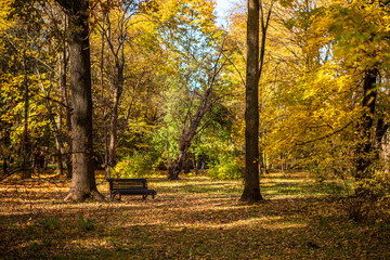autumn park wth vintage bench