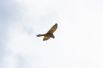 falcon in front of white clouds