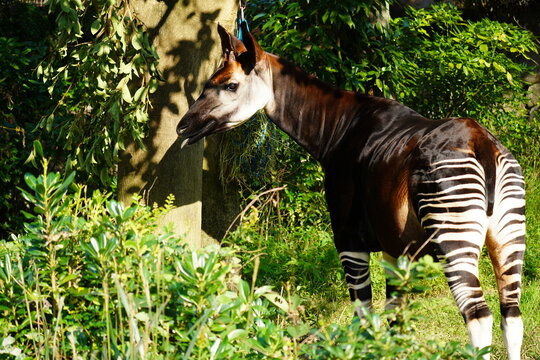 オカピ(okapi)