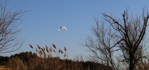 Fort de Pécais (Gard)