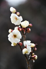 梅のクローズアップ写真