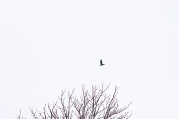 A black bird is soaring against a clear white misty bright sky. Leafless dark branches of trees can be seen - Powered by Adobe
