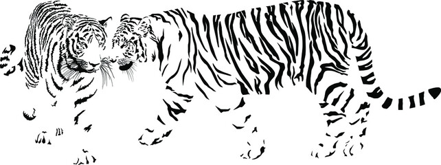 Two tigers, black and white vector - 489934558
