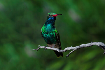 Broad-Billed Hummingbird (Cynanthus latirostris) Perched and Displaying His Colors © Jim