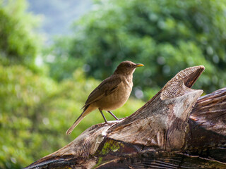 Gilbdrossel (Turdus grayi)