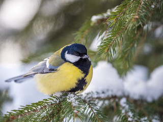 Cute bird Great tit, songbird sitting on the fir branch with snow in winter