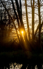 Obraz premium Sunrise through the trees on the canal
