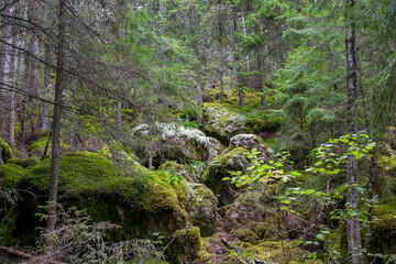 Fototapeta na wymiar Stark bemooste Waldflächen