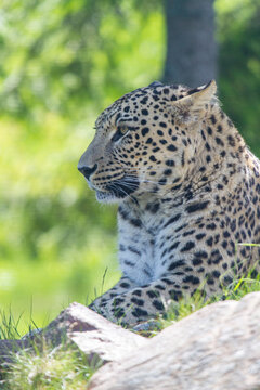 Der Leopard Panthera pardus