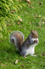 Squirrel eating nuts in the back garden