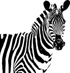 Fototapeta na wymiar cebra vectorial ilustracion de cebra blanco y negro efecto pintura silueta
