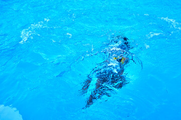 silhouette of a person under the water of a swimming pool