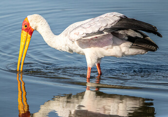 yellow-billed stork in water