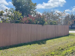 flowers in the garden